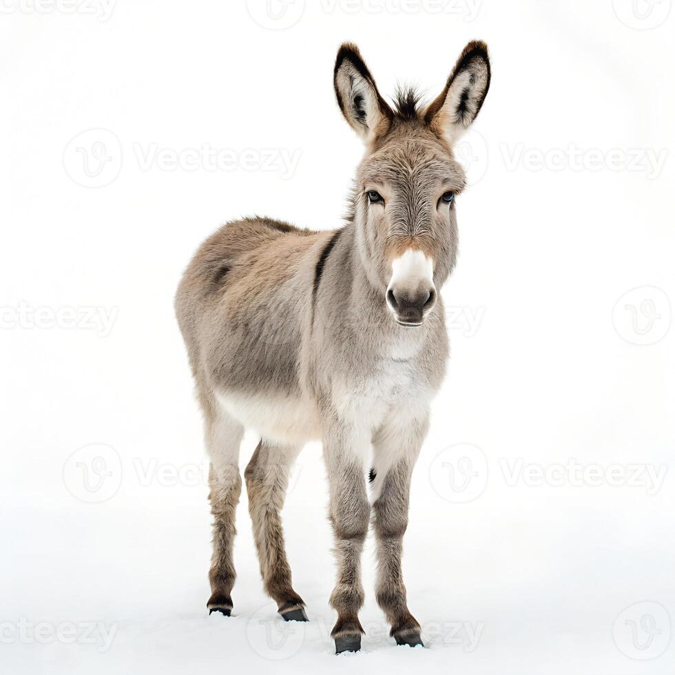Donkey Standing in Front of White Background photo