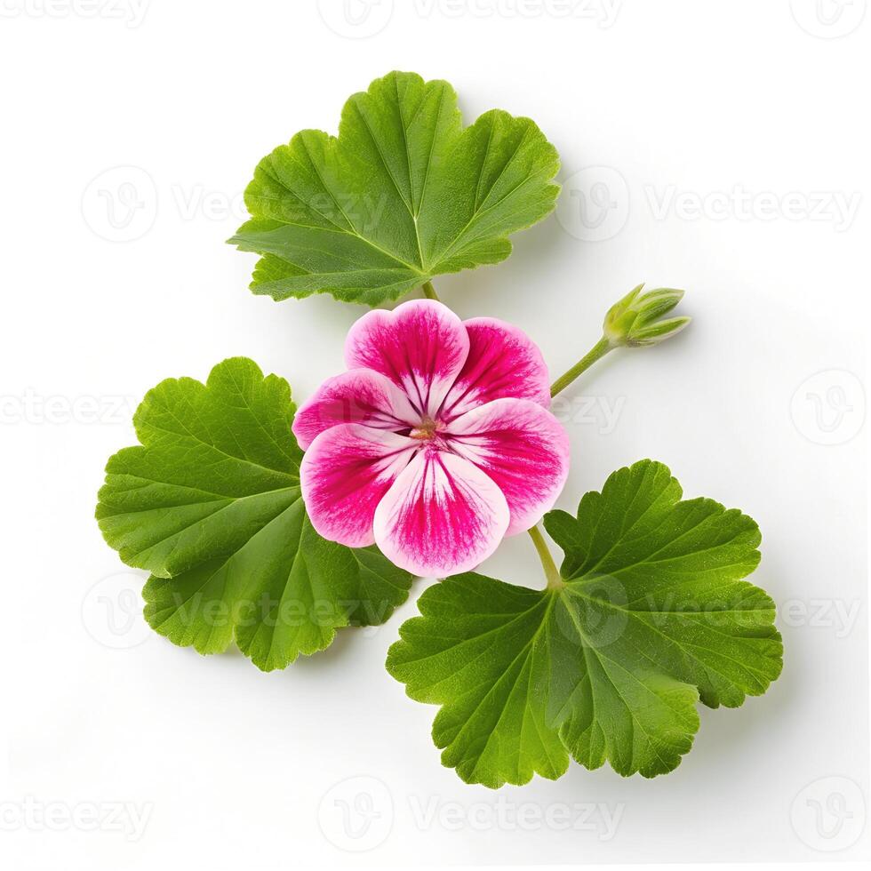 Geranium Flower and Leaves Isolated photo