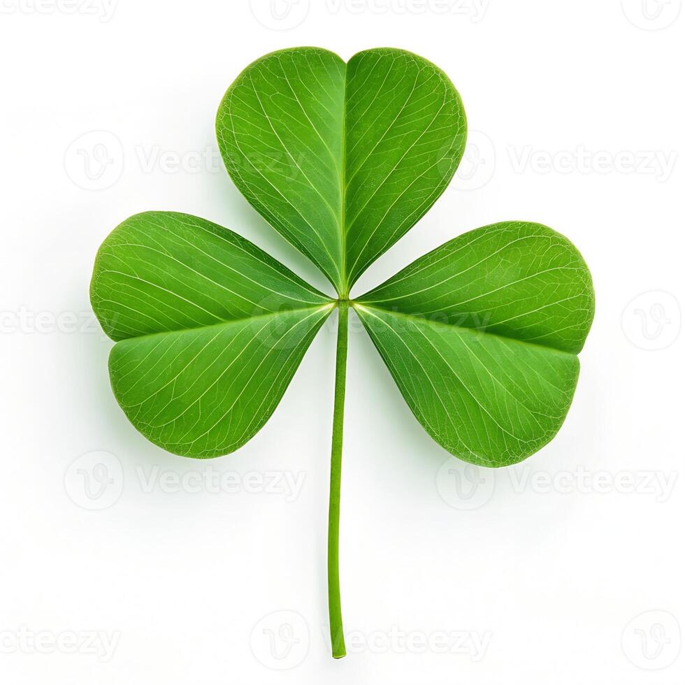 Fresh Green Shamrock photo