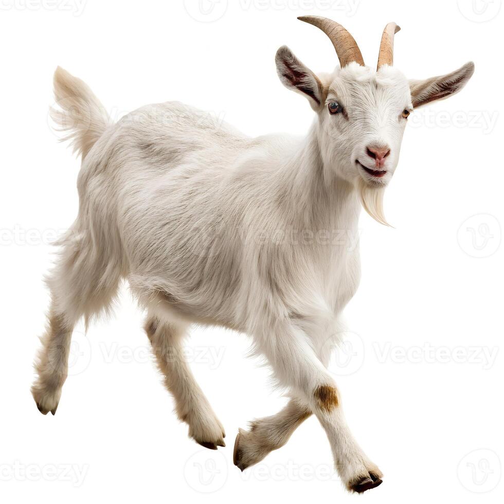 White Goat Running Isolated on White Background photo