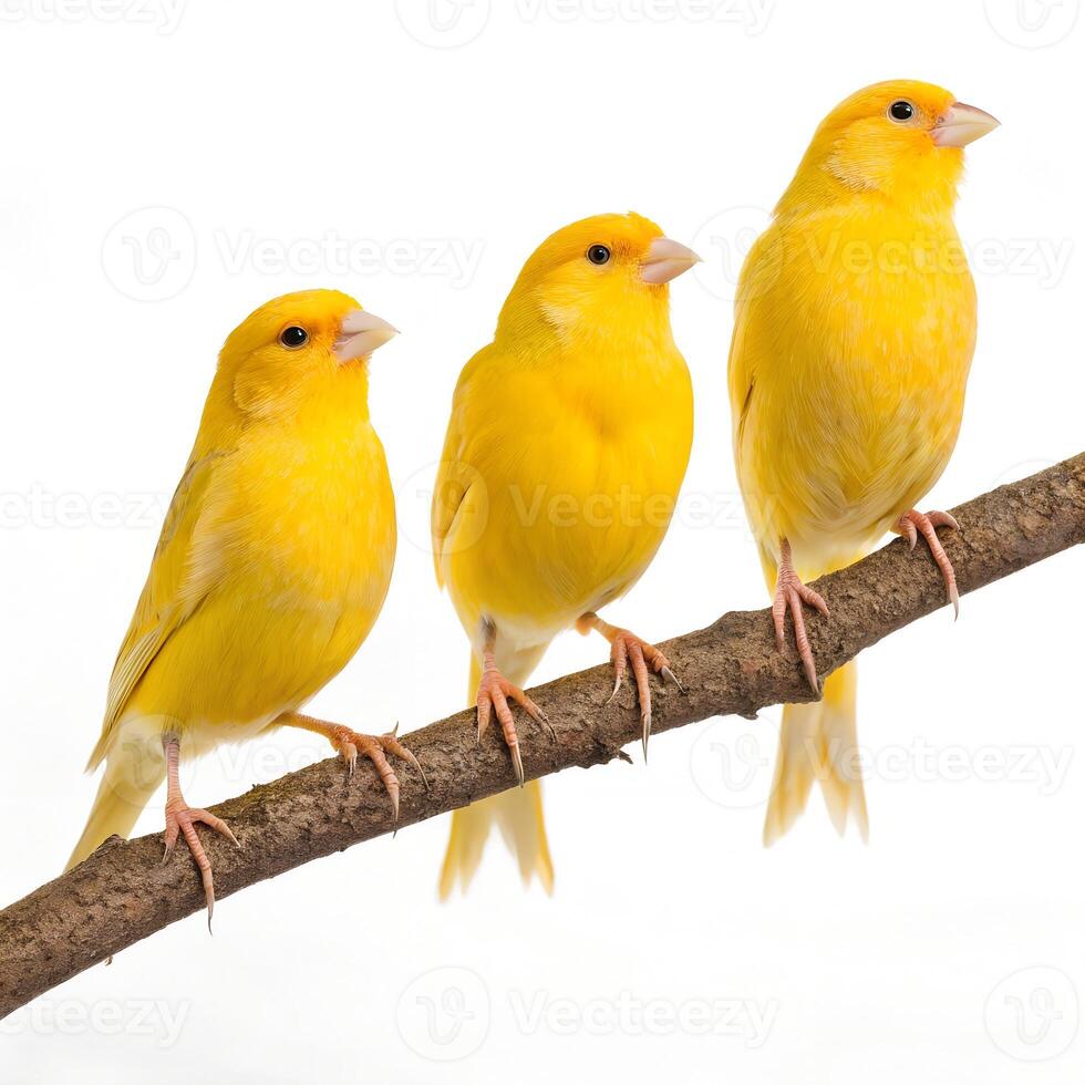 Flock of Yellow Canaries Perched on Branch photo