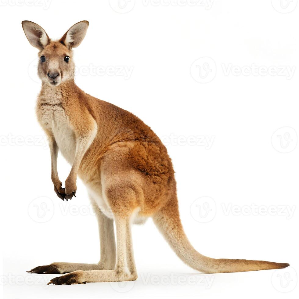 Young Red Kangaroo Isolated on White Background photo