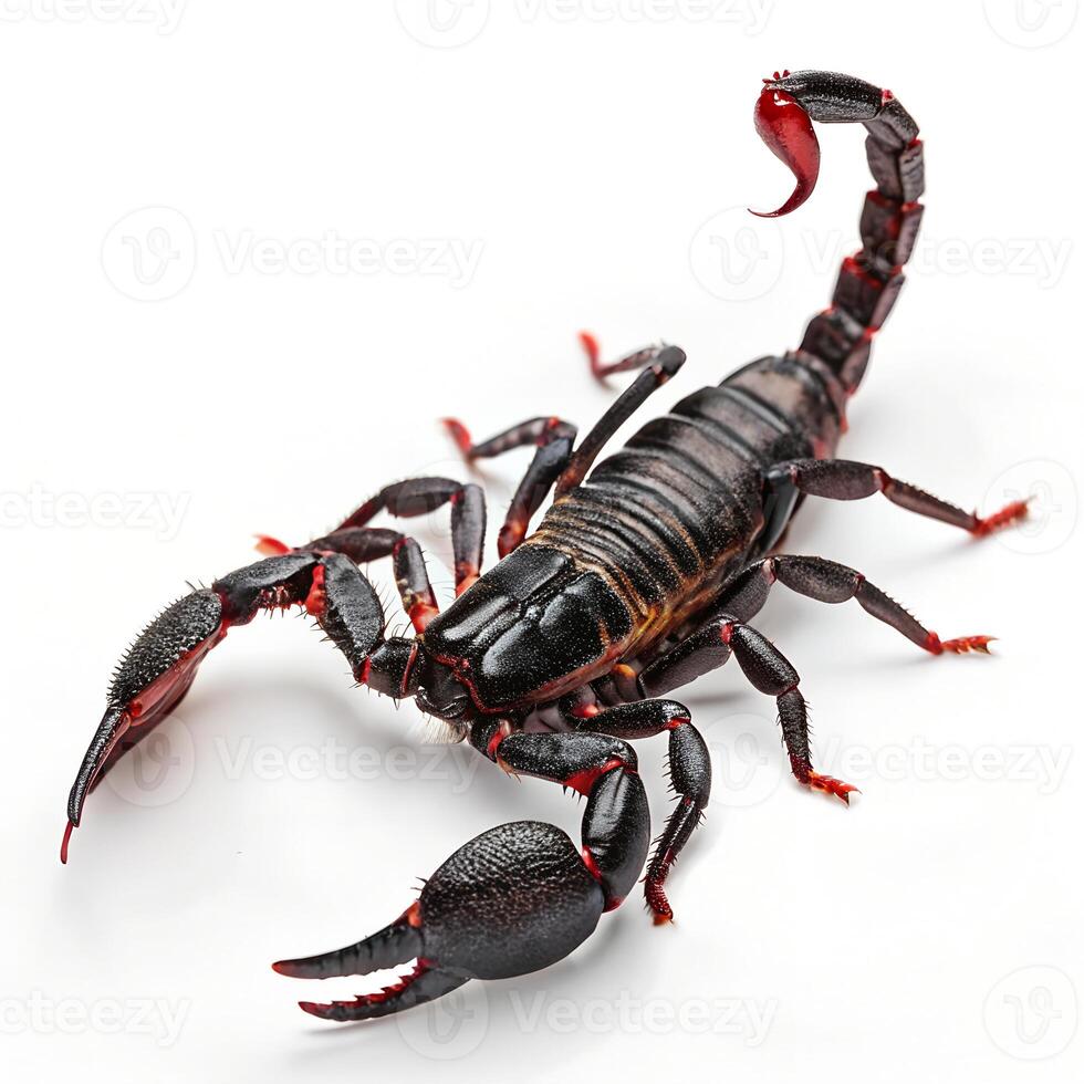 Emperor Scorpion Pandinus Imperator Isolated photo