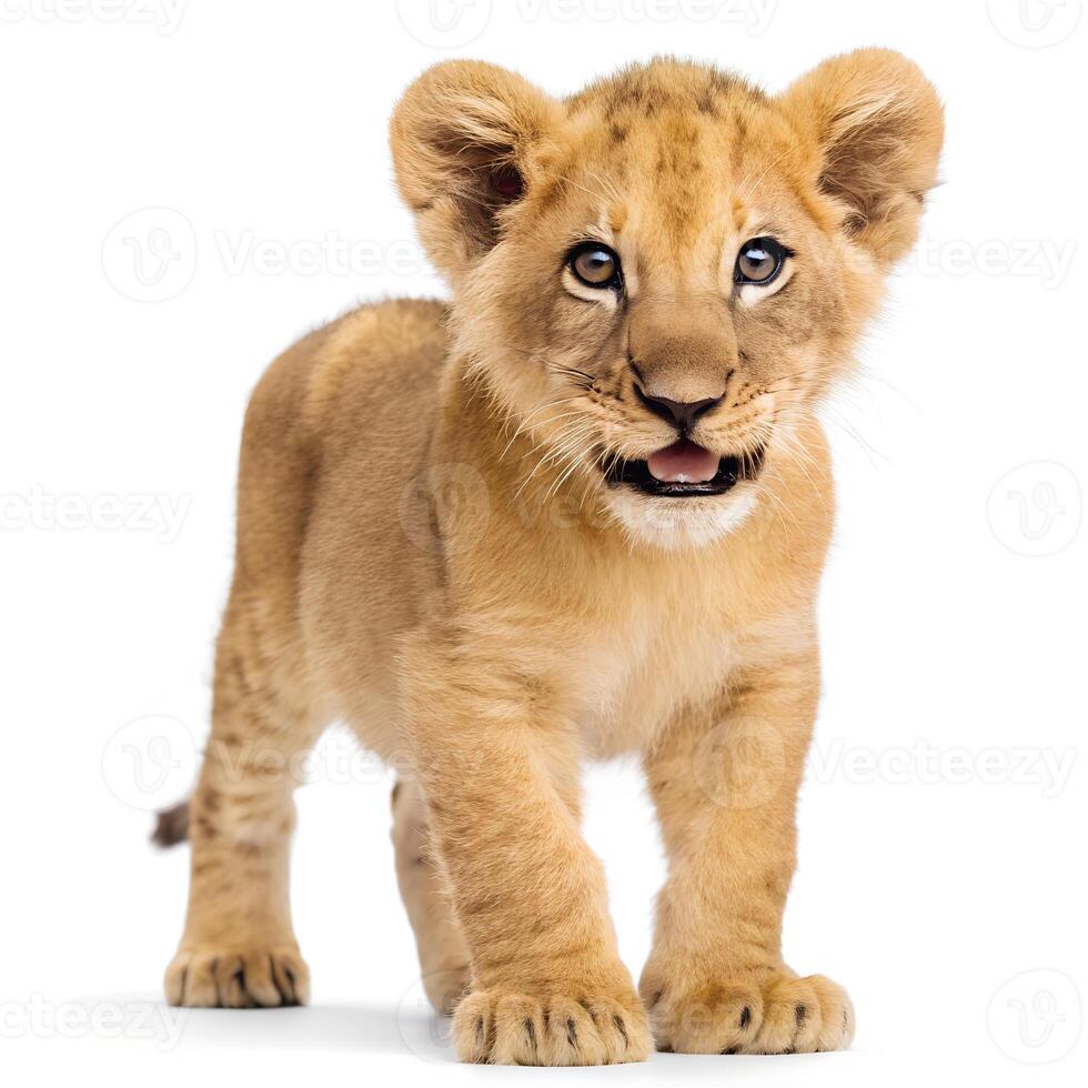 Lion Cub 3 Months Old Isolated on White Background photo