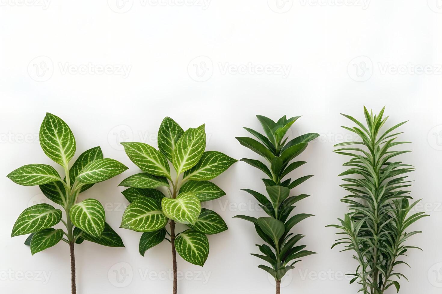 Row of Small Green Potted Plants photo