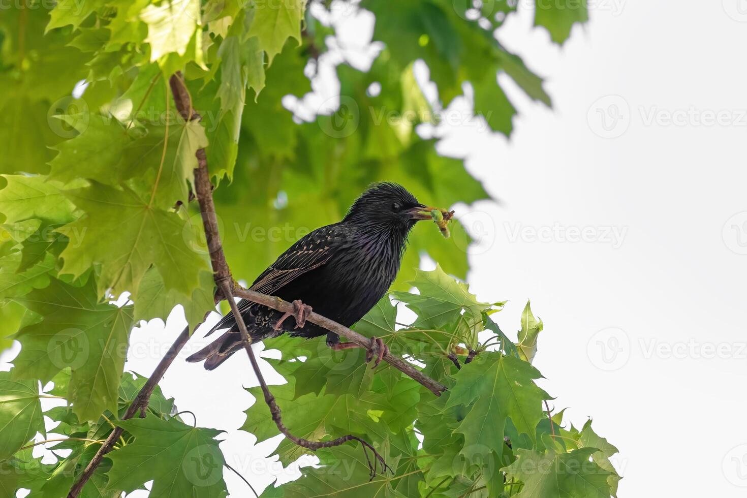 Starling sitting on a tree branch with green leaves photo