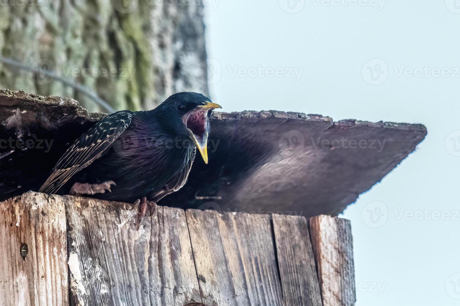Starling Sturnus vulgaris sitting on a birdhouse photo