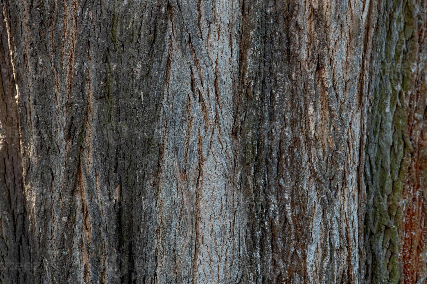 Old tree bark texture background photo