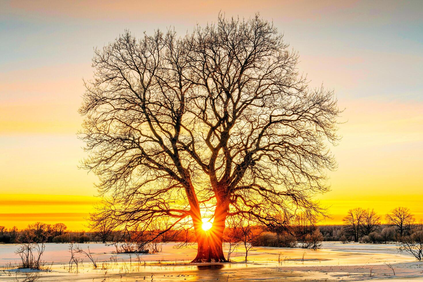 A tree in the middle of a frozen field photo
