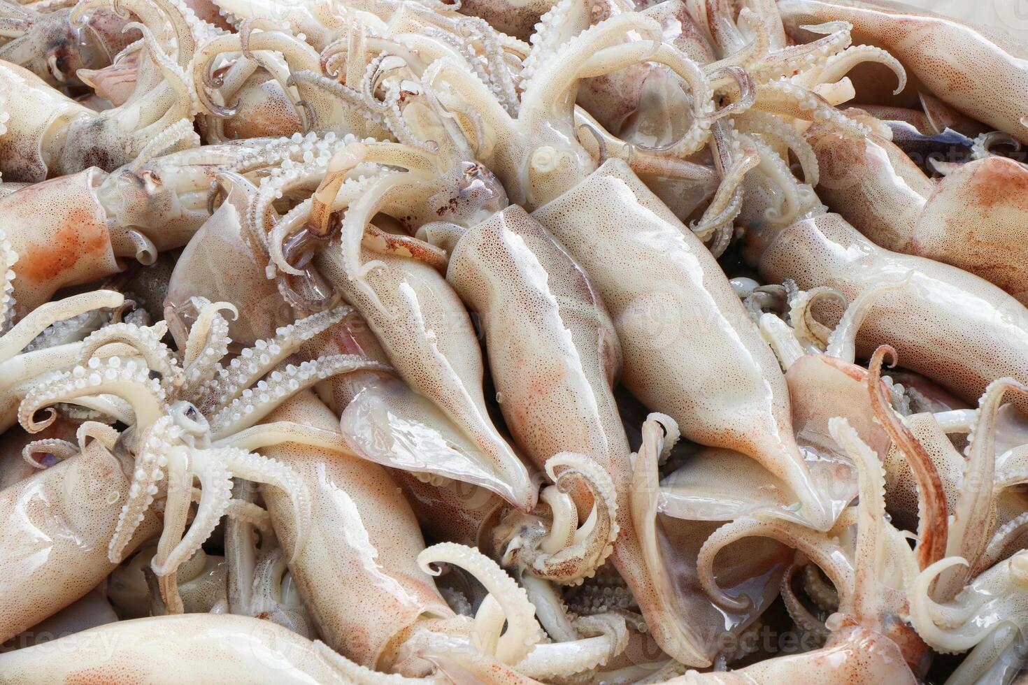 Fresh Squid on a market stall., Fresh squid frozen in ice for sale Fresh Market, Seafood, octopus, a stall sold at a fresh market There is ice to maintain the temperature. photo