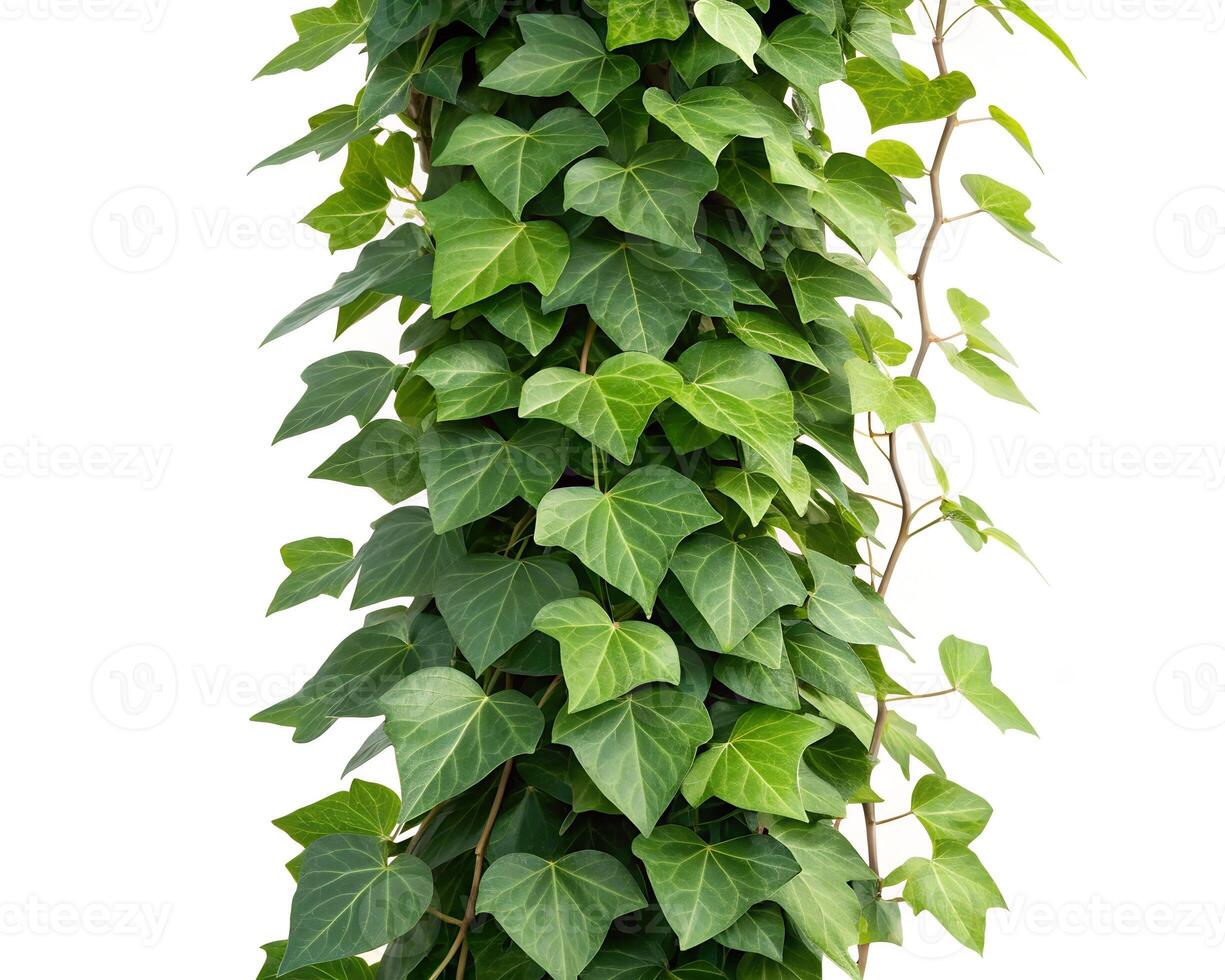 Cutout Ivy with Green Leaves Isolated photo