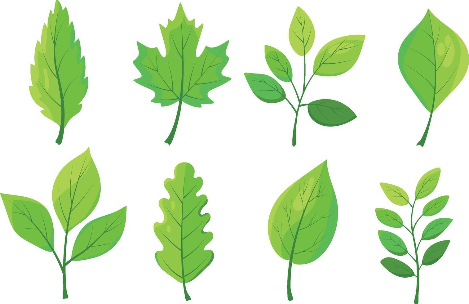 A set of green leaves uniquely shaped. Botanical collection of lush foliage for designs, prints, branding, logo, decoration vector