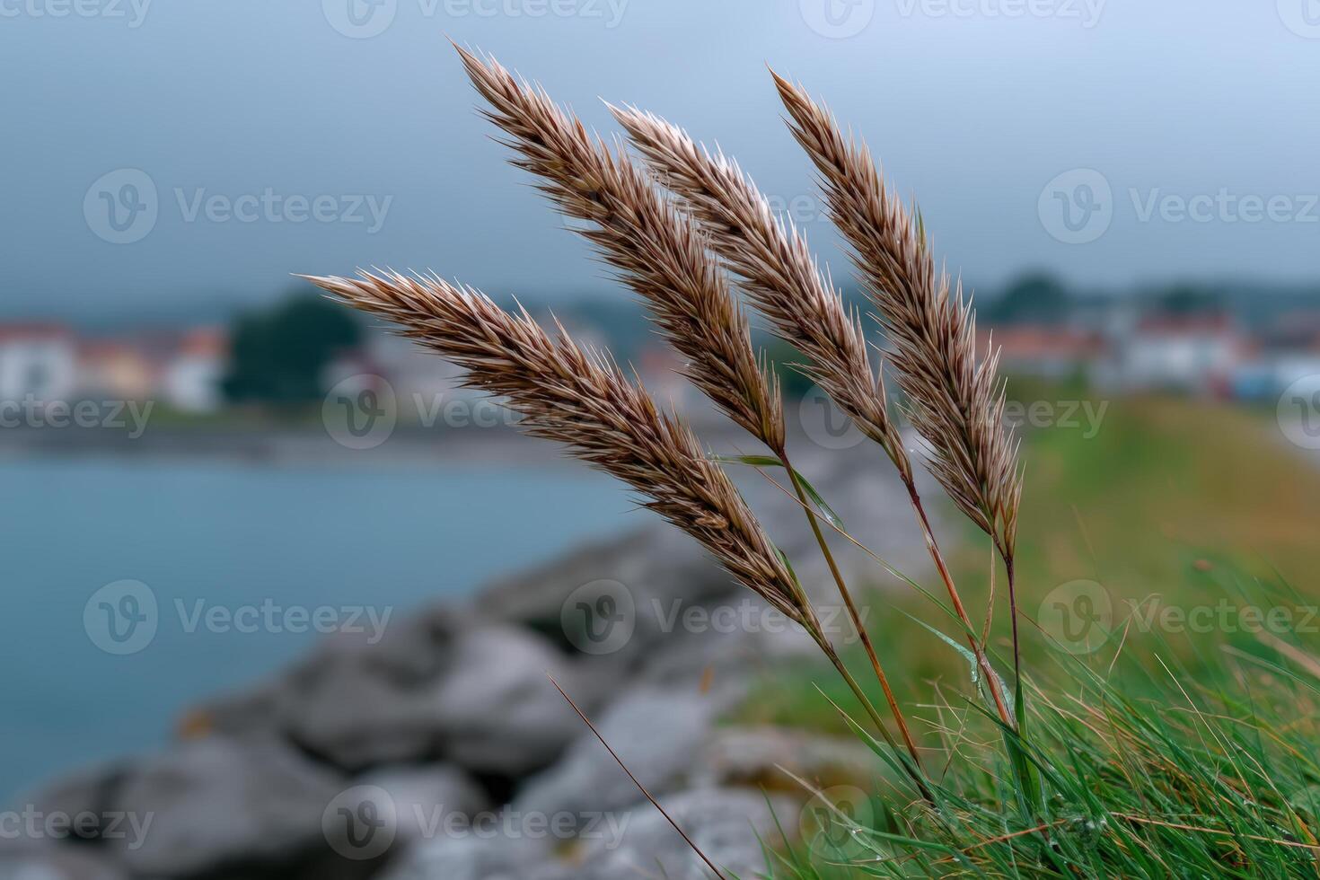 Coastal grass sways gently by the water with a hazy background of distant homes photo