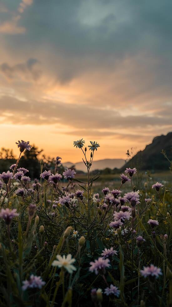 Flowers in a field at sunset photo