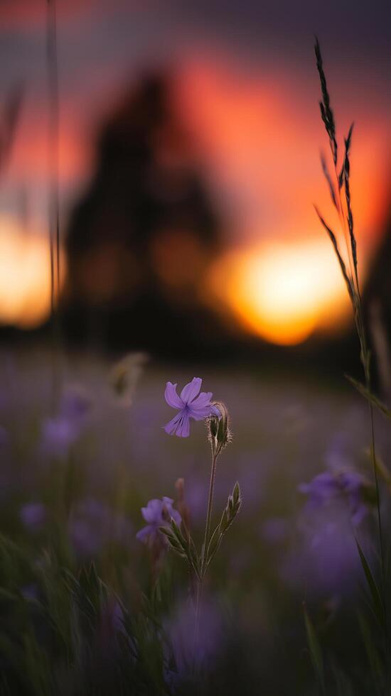 A field of purple flowers at sunset photo