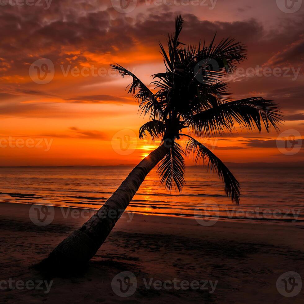 A palm tree on the beach photo