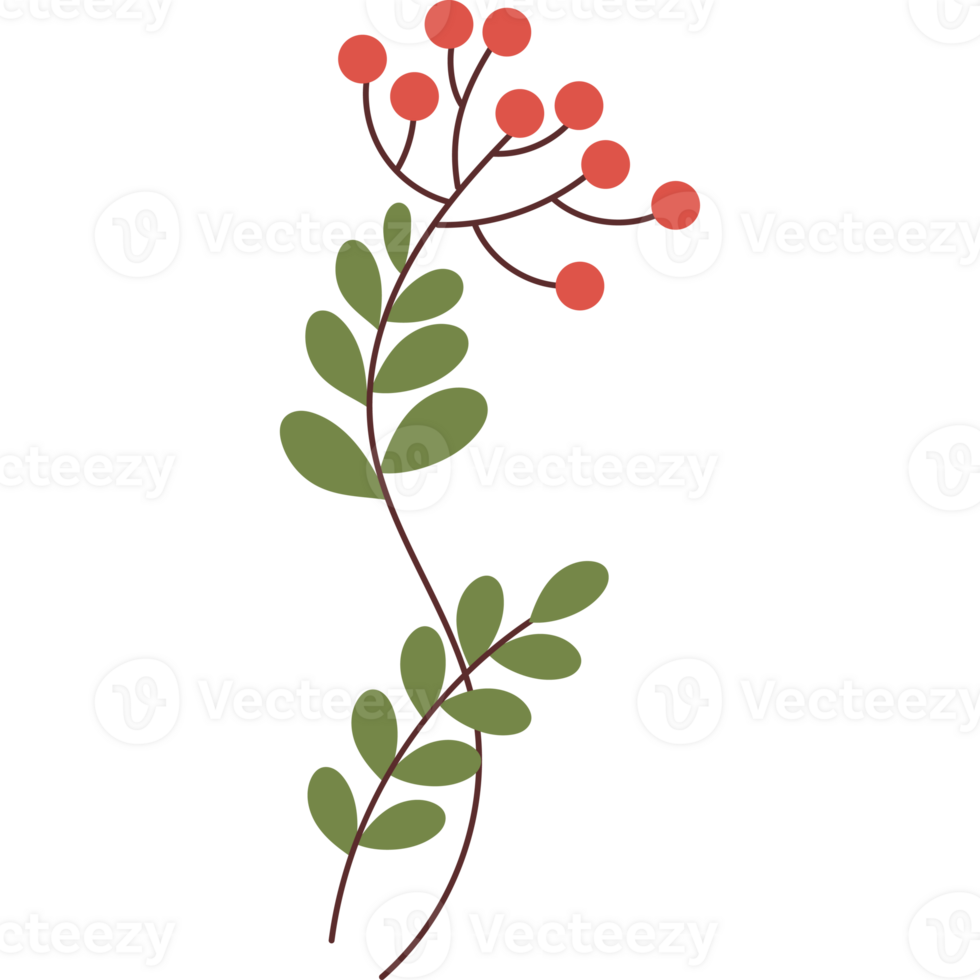 Red Berry Plant with Leaves png