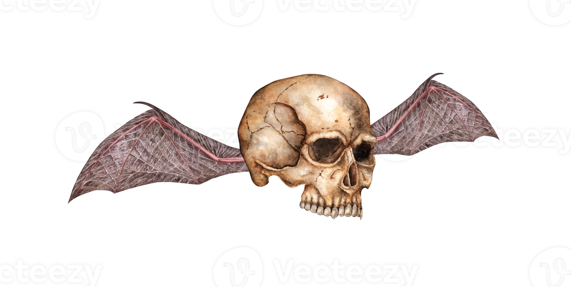 Human skull realistic profile with bat wings watercolor illustration. Bones in gothic style. Day of the Dead, Halloween, Dia de los muertos. Isolated from background. Symbolism of life and death. png