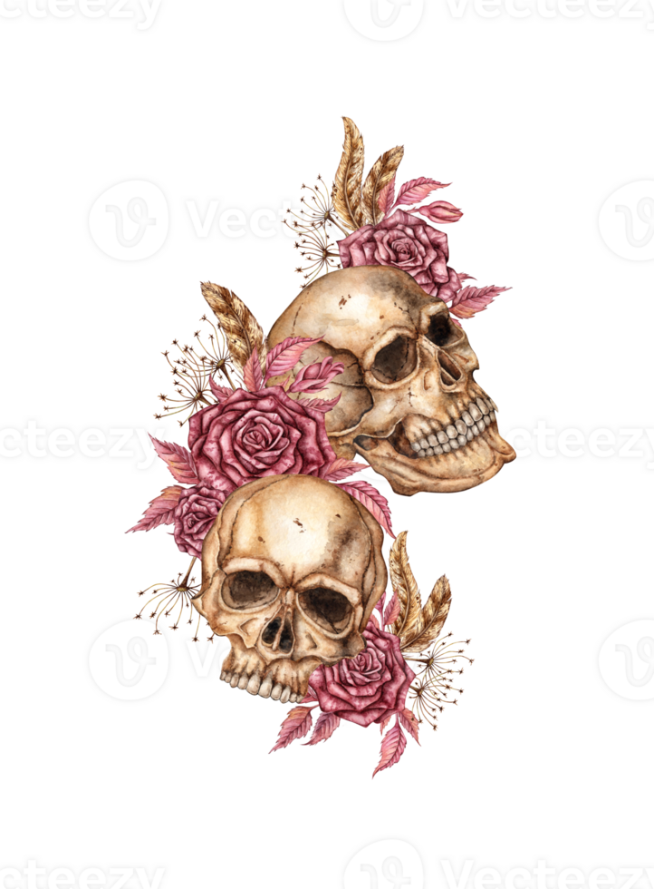 Skulls two with dark red roses, dried flowers, feathers watercolor illustration. Bones in gothic style. Day of the Dead, Halloween, Dia de los muertos. Isolated. Symbolism of life and death. png