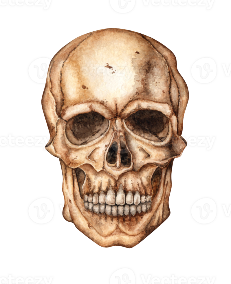 Skull human realistic frontal watercolor illustration. Bones creepy, terrible. Day the Dead, Halloween, Dia de los muertos. Isolated from background. Ideal for medical, educational or themed designs. png