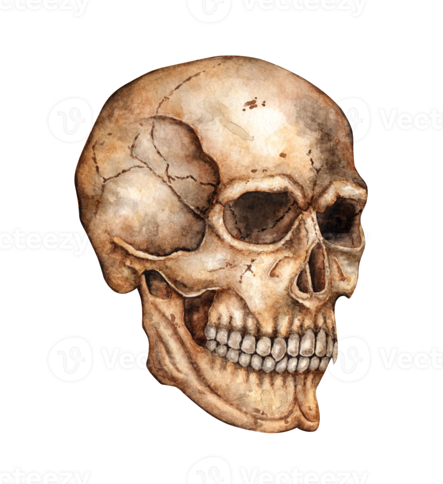 Skull human realistic profile watercolor illustration. Bones creepy, terrible. Day the Dead, Halloween, Dia de los muertos. Isolated from background. Ideal for medical, educational or themed designs. png