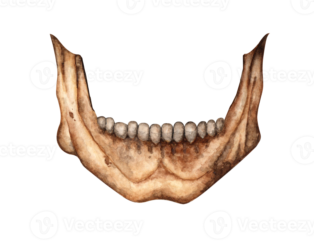 Human jaw bone front watercolor illustration. Evil, creepy, terrible. Day of the Dead, Halloween, Dia de los muertos. Isolated from background. Ideal for medical, educational or themed designs. png