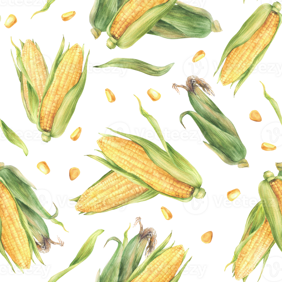 Sweet Corn.Watercolor seamless pattern. Yellow cut and whole maize cob, kernel of corn, husks. Corn plant fabric design. Hand painted illustration for food label, packaging. Isolated from background png