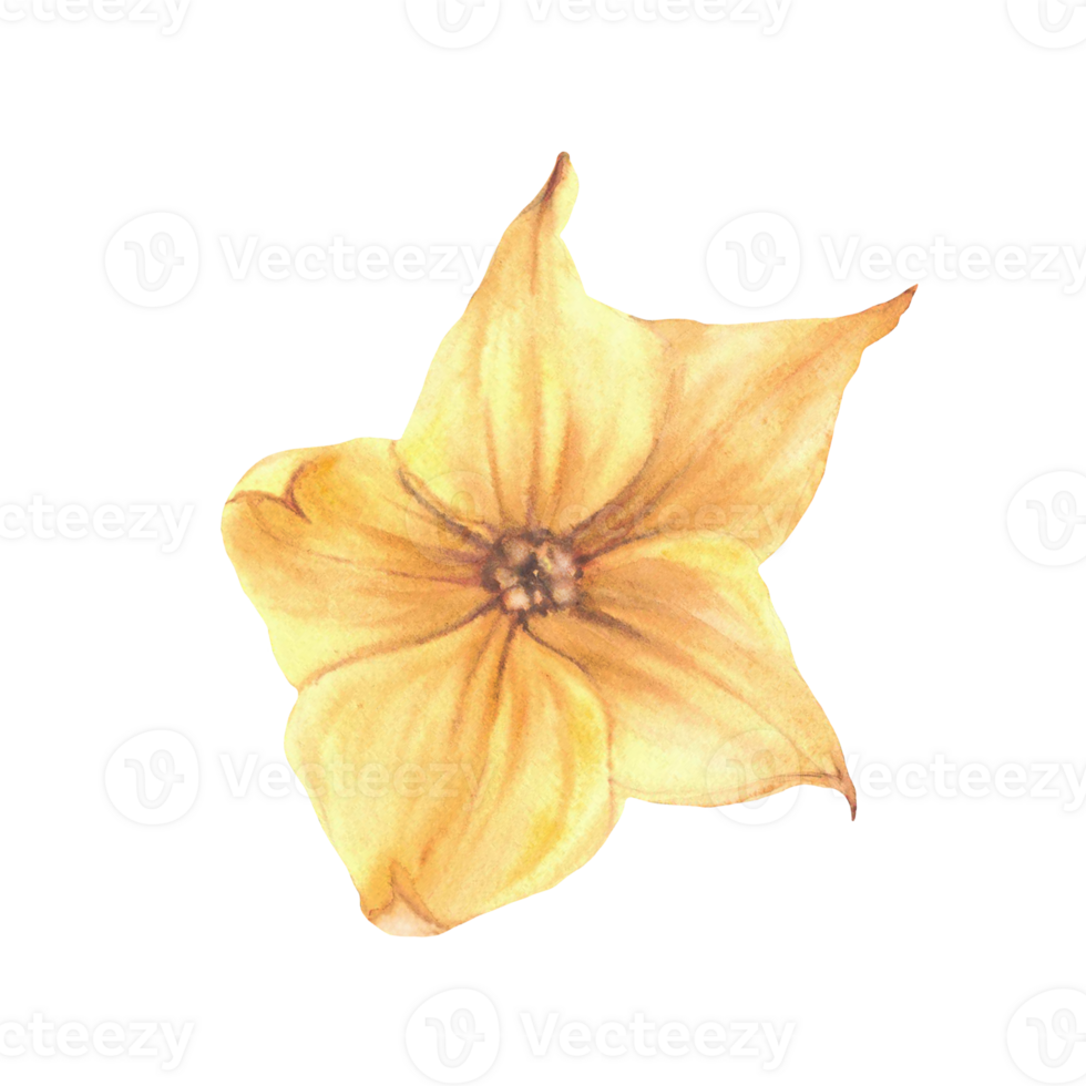Yellow cucumber flowers. Watercolor blooming garden plant vegetables. Botanical realistic hand drawn illustration for for seeds, gardening, farm crops, food, cosmetic label. Isolated from background png