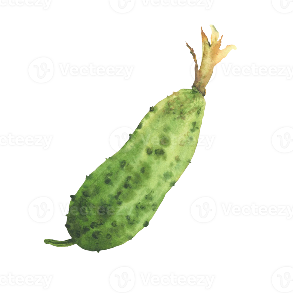 Cucumber pant botanical green fruit with yellow flowers. Watercolor illustration hand drawn vegetable harvest farm clipart for canned veg food label, nature cosmetic prints. Isolated from background. png