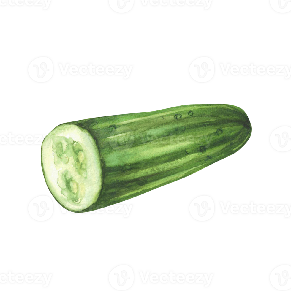 Cucumber. Half of green long cucumber vegetable. Watercolor illustration perfect for vegetarian food label designs, eco, menu, cosmetic prints. Hand drawn realistic clipart Isolated from background. png