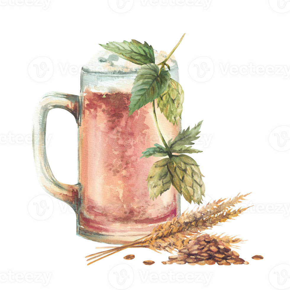Beer mug with beer ingredients. Green hops branch, Heap of malt with malt spike, ears. Watercolor light masses or litre of foamy drink, pint of ale, brewery product. Hand drawn isolated illustration png