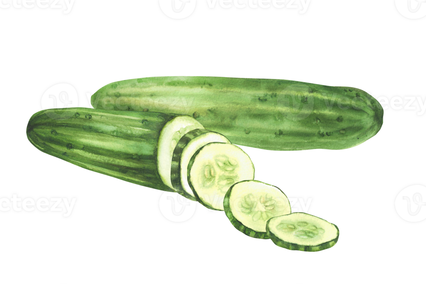Cucumber watercolor hand painted illustration. Whole long green vegetable and sliced in circles cucumber fruit. Clipart for eco market, kitchen menu, food, nature cosmetic label. Isolated background png