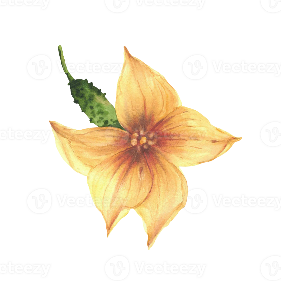 Yellow cucumber flowers with little green cucumber vegetables. Botanical realistic watercolor hand painted illustration for for seeds, gardening, farm crops, food packaging. Isolated from background png