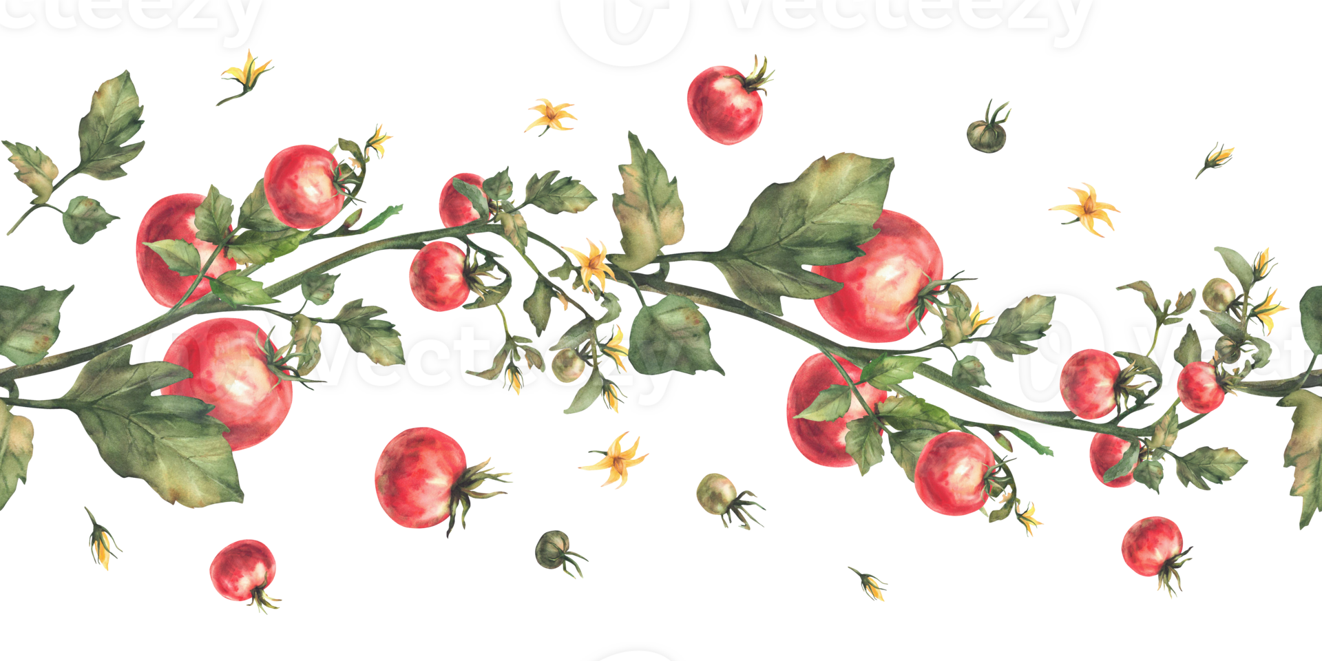 Tomato plant seamless border with red fruit, green leaves and yellow flowers. Watercolor ripe and unripe vegetables harvest realistic pattern Hand drawn illustration isolated from background for print png