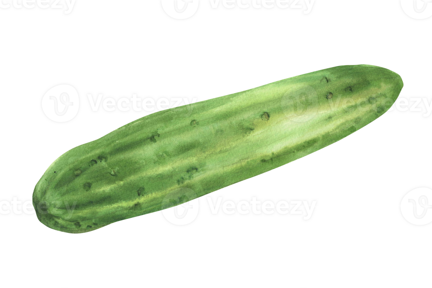 Cucumber watercolor illustration hand painted. Botanical green long smooth one cucumber vegetable. Clipart perfect for vegetarian food label designs, eco, cosmetic prints. Isolated from background. png