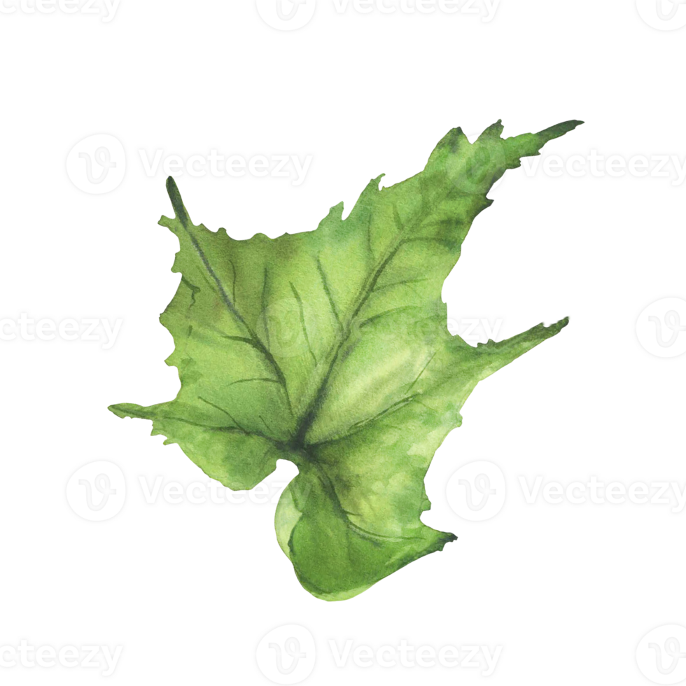Watercolor Cucumber green leaf. Botanical vegetable farm plant. Greenery realistic clipart for farming, gardening label, eco, cosmetic floral design. Isolated from background hand drawn illustration. png