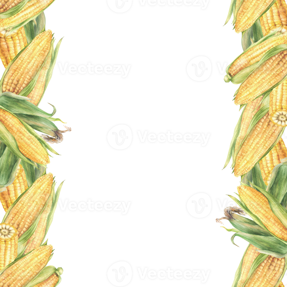 Sweet Corn seamless border frame. Yellow cut and whole maize cob, kernel of corn, green husks. Hand drawn illustration Watercolor vegetables food design for label, corn oil. Isolated from background png