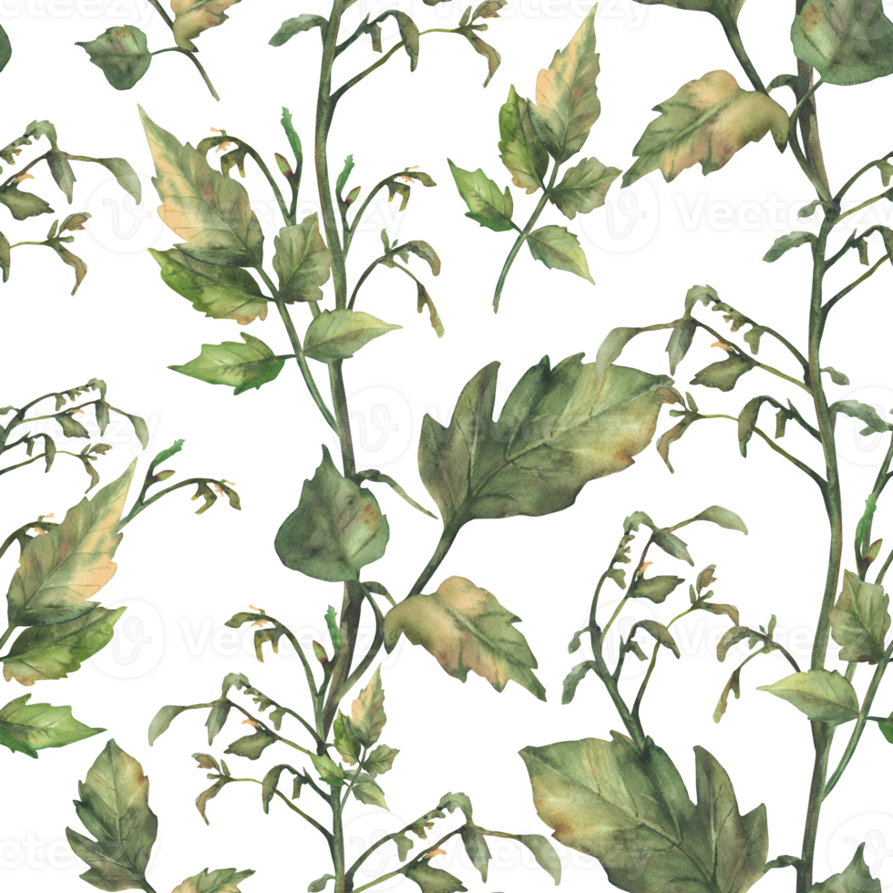 Tomato plant green stem with leaves, without fruit and without flowers seamless pattern. Watercolor botanical agricultural, farming realistic fabric. Hand drawn illustration isolated from background png