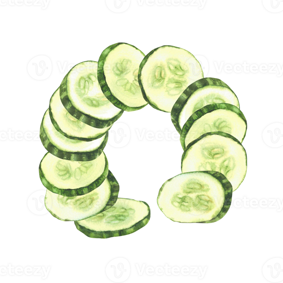 Watercolor cucumber slices. Fresh vegetable slised cucumber circles with seeds in round composition Realistic hand drawn food illustration for salad, cosmetic label design. Isolated from background png