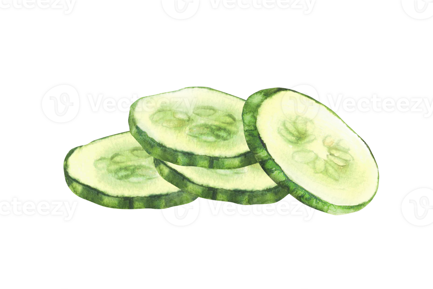 Watercolor sliced cucumber slices. Fresh vegetable cut cucumber circles with seeds. Realistic hand drawn healthy food illustration for diet salad menu, eco cosmetic label. Isolated from background png