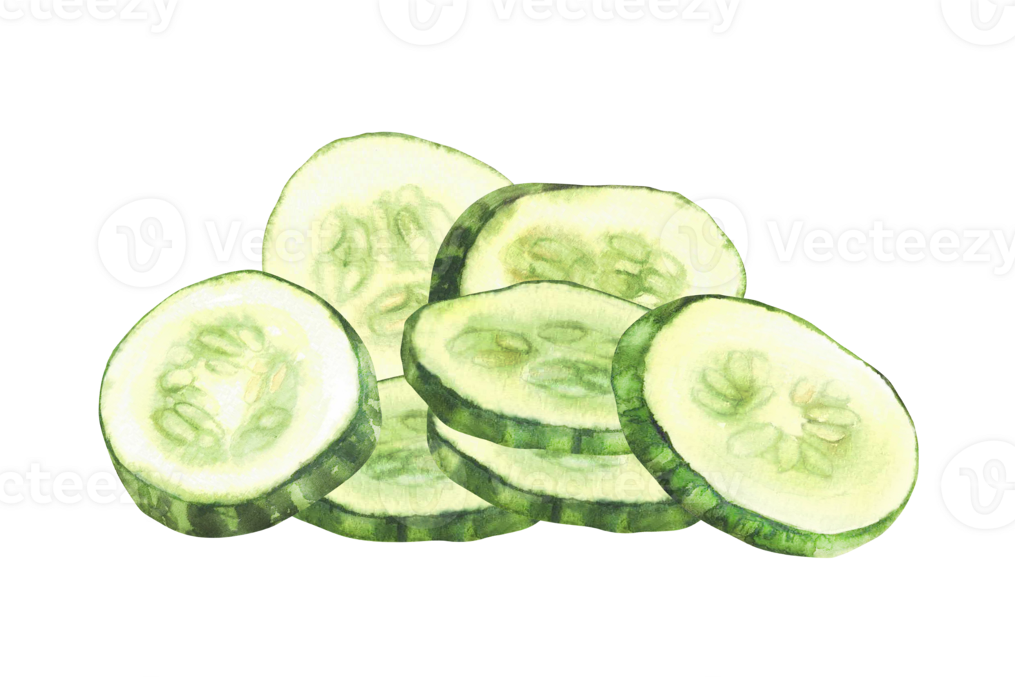 Sliced cucumber slices. Fresh vegetable cut cucumber circles with seeds. Watercolor realistic hand drawn illustration. Clipart for food, nature vegan salad, cosmetic label. Isolated from background png