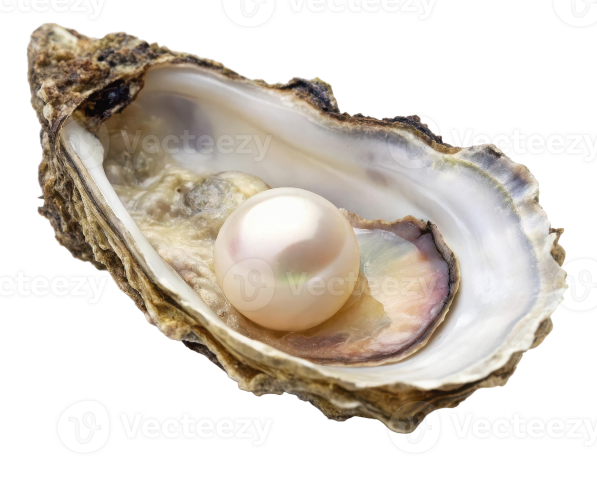 A close up of an oyster shell with a single iridescent pearl inside on a transparent background png