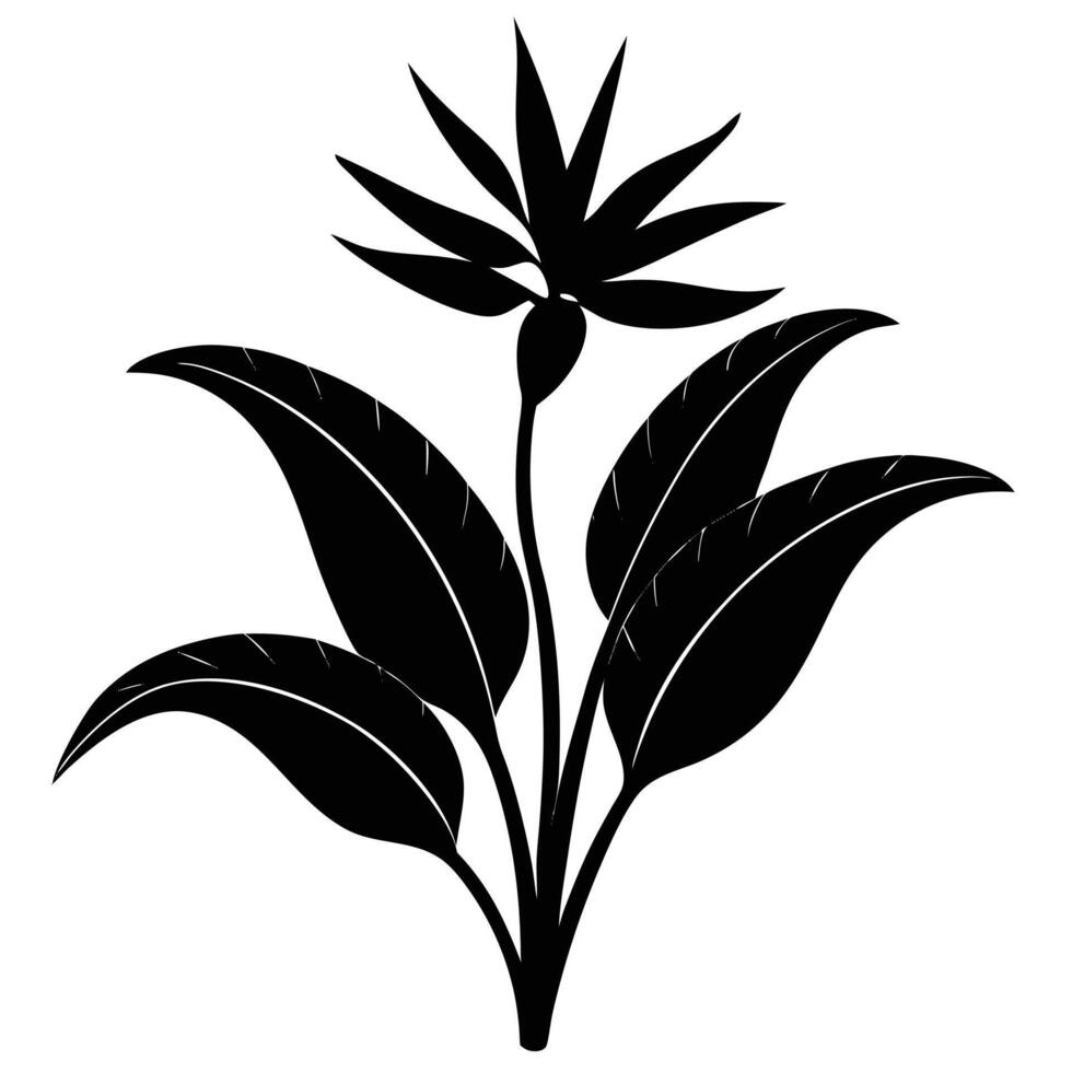 Bird of paradise flower vector