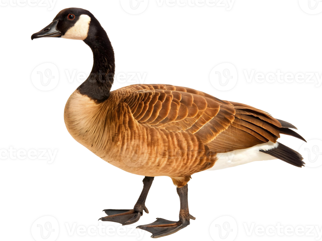 Isolated canada goose standing tall with brown feathers and black neck on a transparent background png