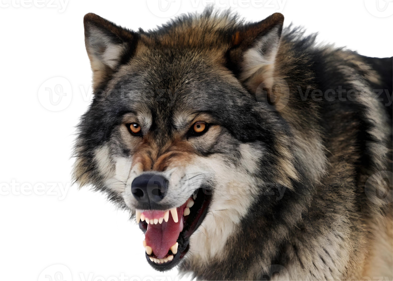 Close up of an angry gray wolf snarling with its teeth bared on a transparent background png