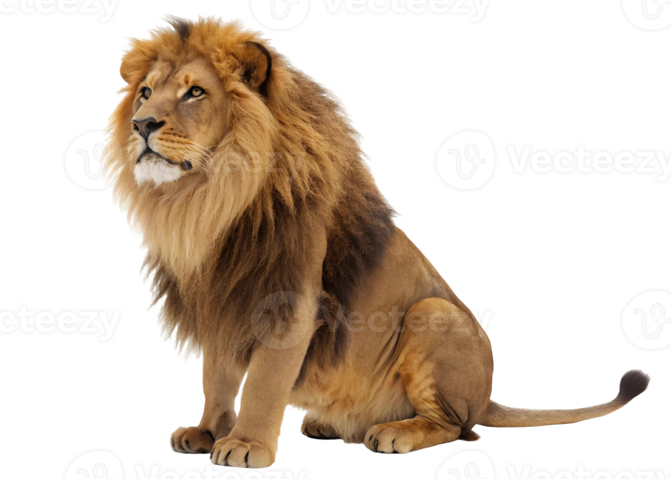 Majestic lion sitting upright with a thick mane looking to the left on a transparent background png