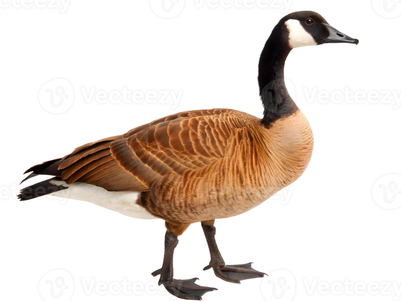 canada goose standing tall with brown feathers and black neck on a transparent background png