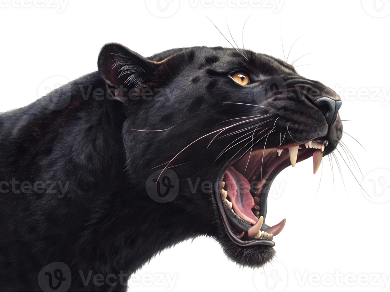 Close up portrait of a black panther with open mouth showing teeth on a transparent background png