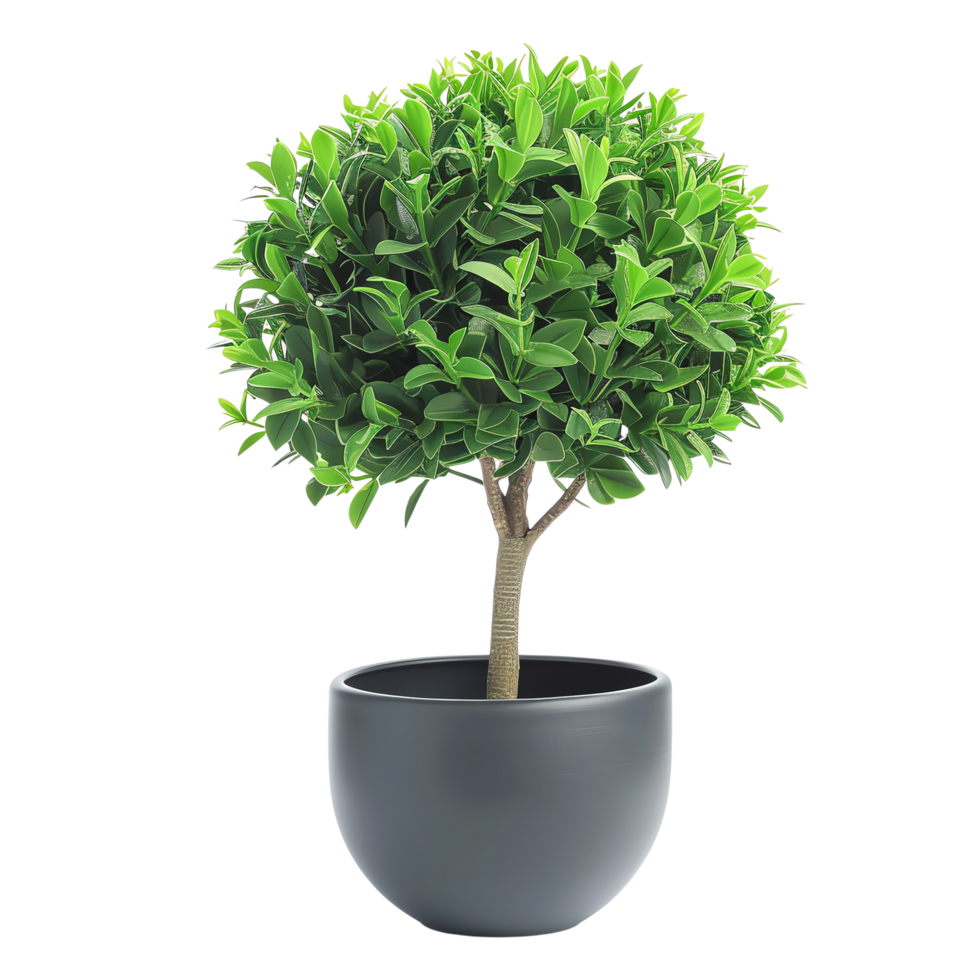 Vibrant green ornamental topiary tree in sleek black pot adds touch of elegance to any space, enhancing atmosphere with its lush foliage and refined design png