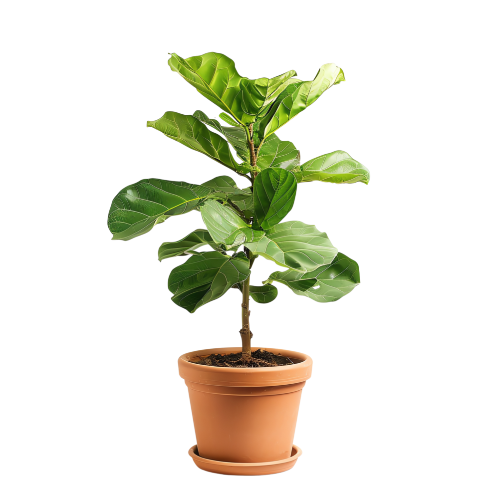 Potted fiddle leaf fig plant with lush green leaves stands tall in terracotta pot, adding touch of nature and elegance to any space. This vibrant plant is perfect for indoor decor png